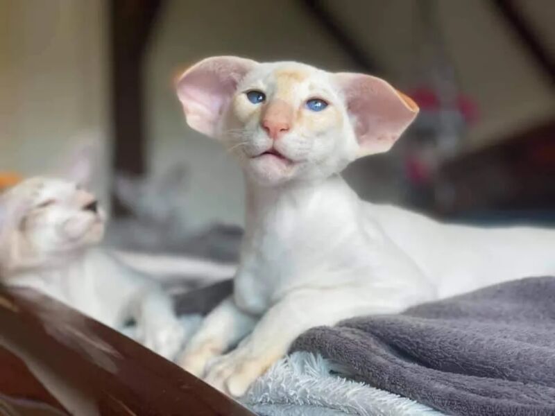 Imagem ilustrativa da imagem Evento felino com gatos de diferentes raças é realizado em Salvador