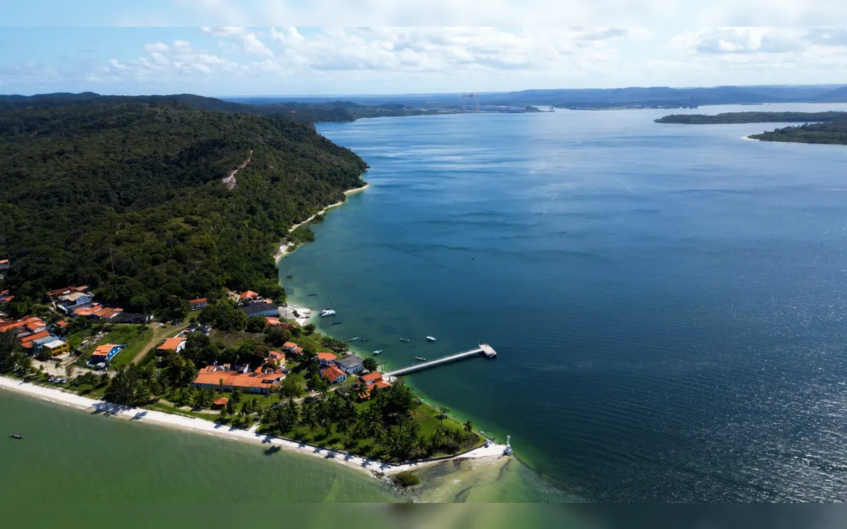 Projeto ambiental vai restaurar manguezais na Baía de Todos-os-Santos