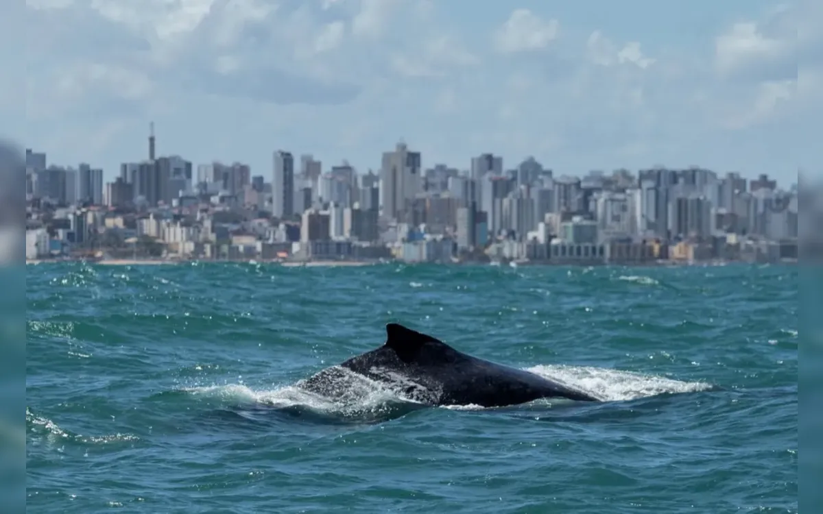Projeto promove visitação de baleias jubartes em Salvador