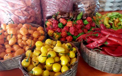 Imagem ilustrativa da imagem Festival Tempero Bahia celebra gastronomia e sabores da Mata Atlântica
