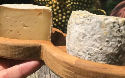 Imagem ilustrativa da imagem Salvador será palco do 1º Festival de Queijo Artesanal da Bahia