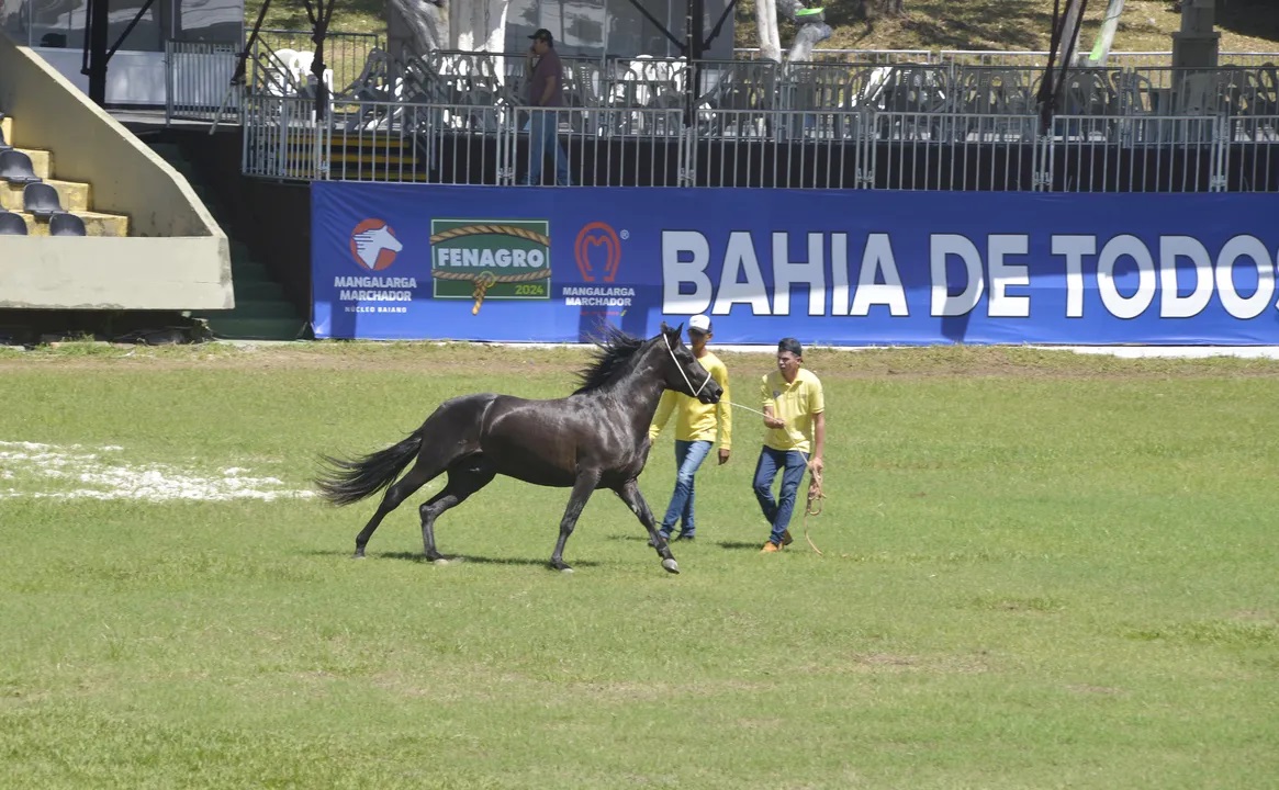 Imagem ilustrativa da imagem A TARDE segue com transmissão simultânea da Fenagro 2024