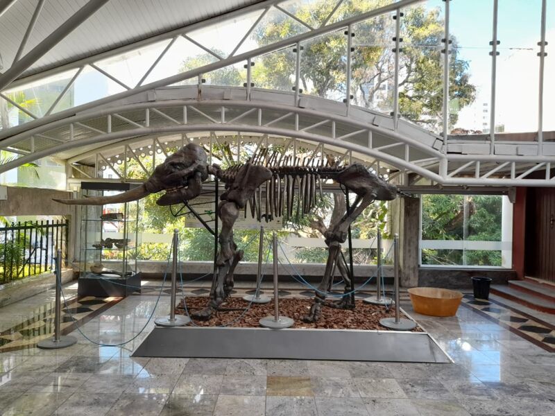 Imagem ilustrativa da imagem Museu Geológico da Bahia reabre ao público nesta quarta